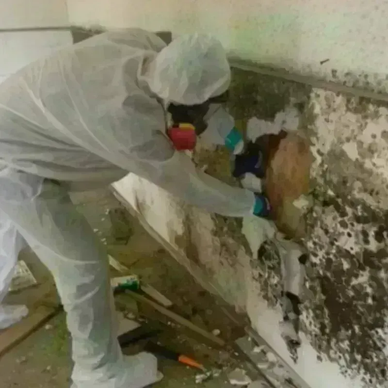 Mold Remediation and Removal in Clinton, NJ